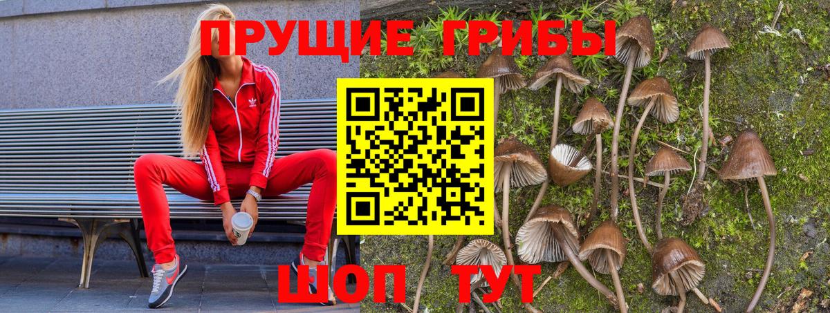 Новосибирск  Псилоцибиновые грибы GOLDEN TEACHER  Вход с VPN 